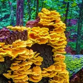 Assortment of fresh Pennsylvania-grown mushrooms